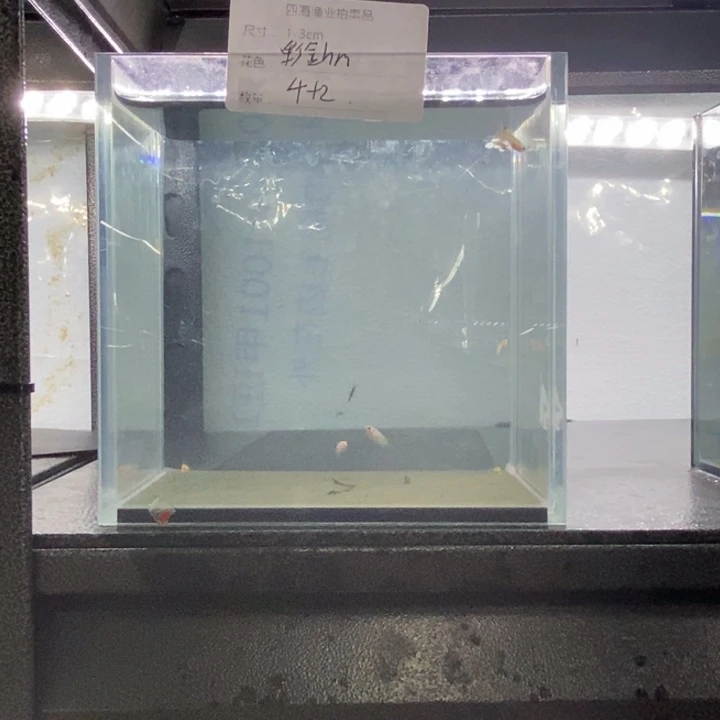 斗鱼包活不包损所见即所得506