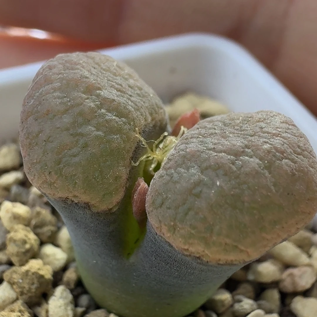 18号单头雪花窗一物一拍2.2