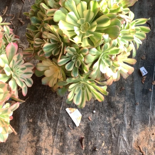 招*喵多肉植物红秀258