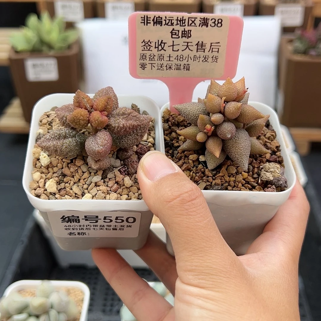 猪*550荔枝皮小辣椒多肉