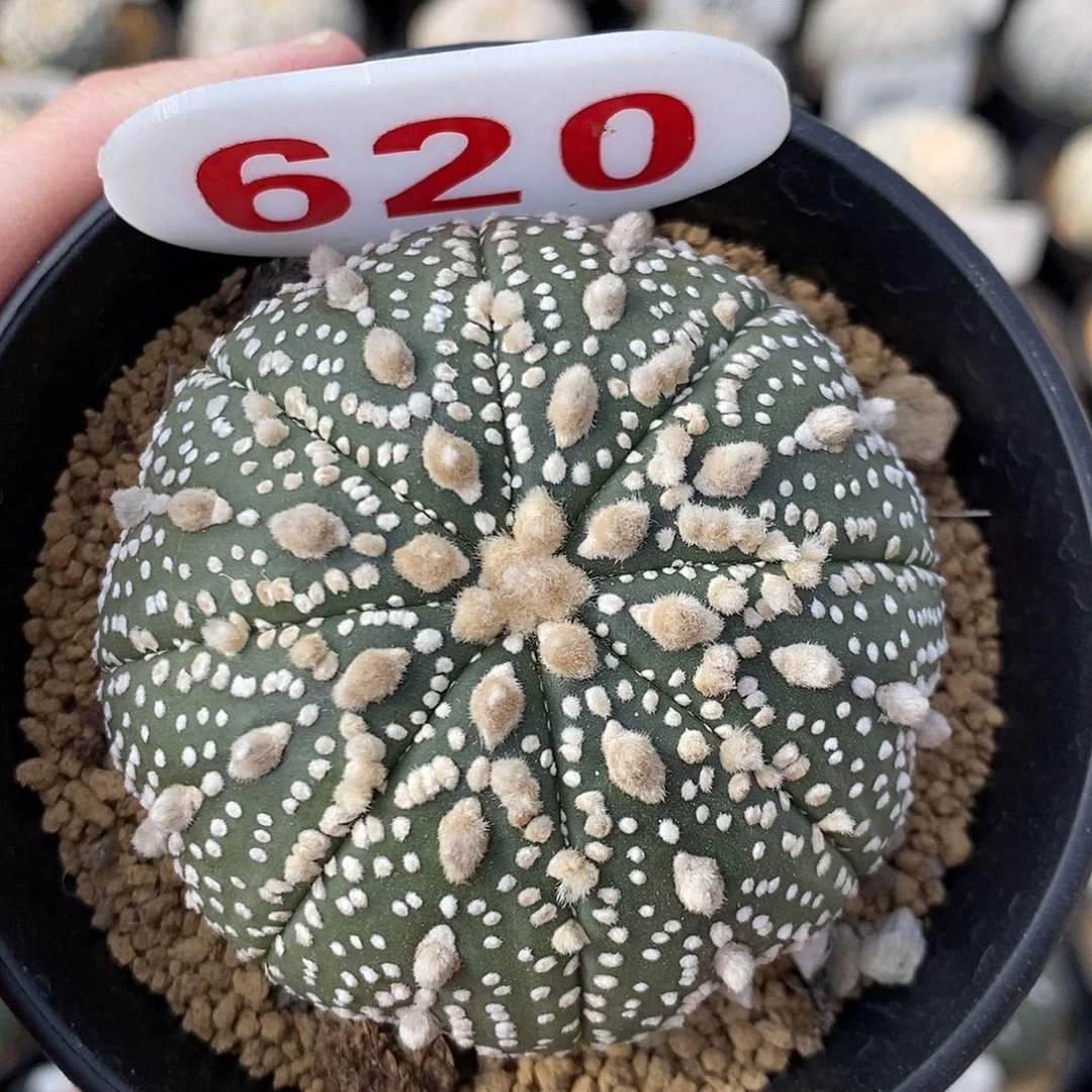 620奇迹花园兜系列活动