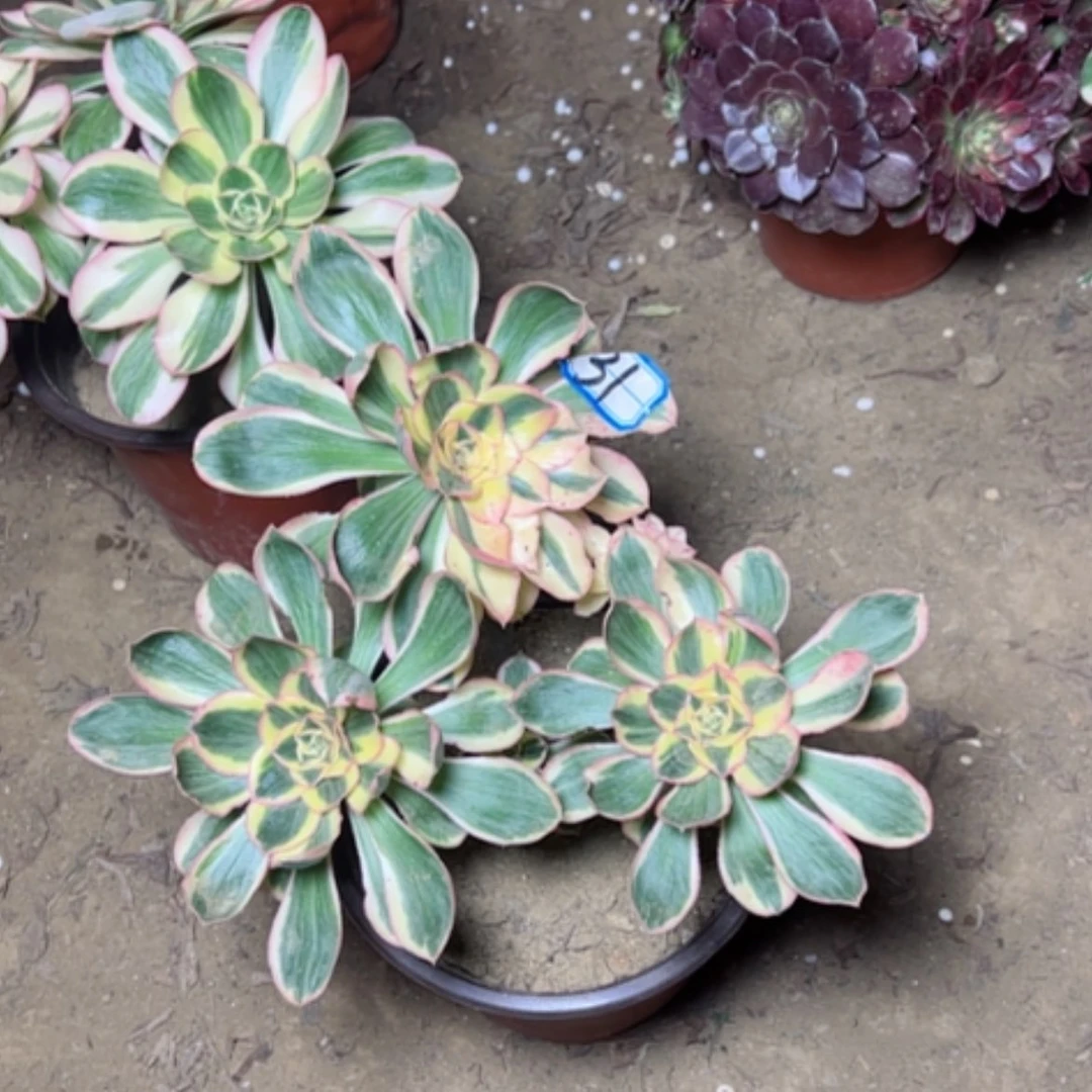 【闪购商品】大****井多肉植物艳姿31