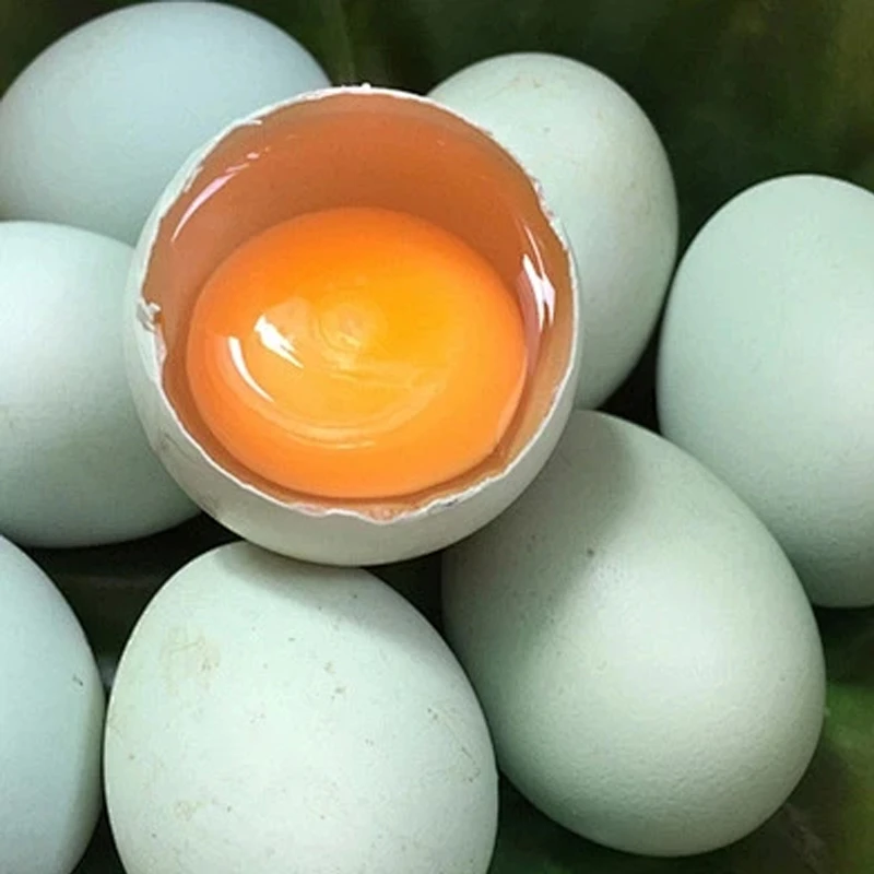 [精品绿壳乌鸡蛋]装一箱40枚散养土鸡蛋绿壳乌鸡蛋
