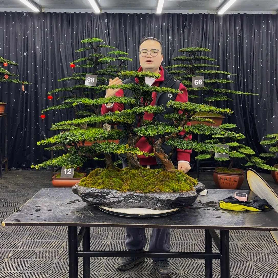 红芽罗汉松高端造型盆景