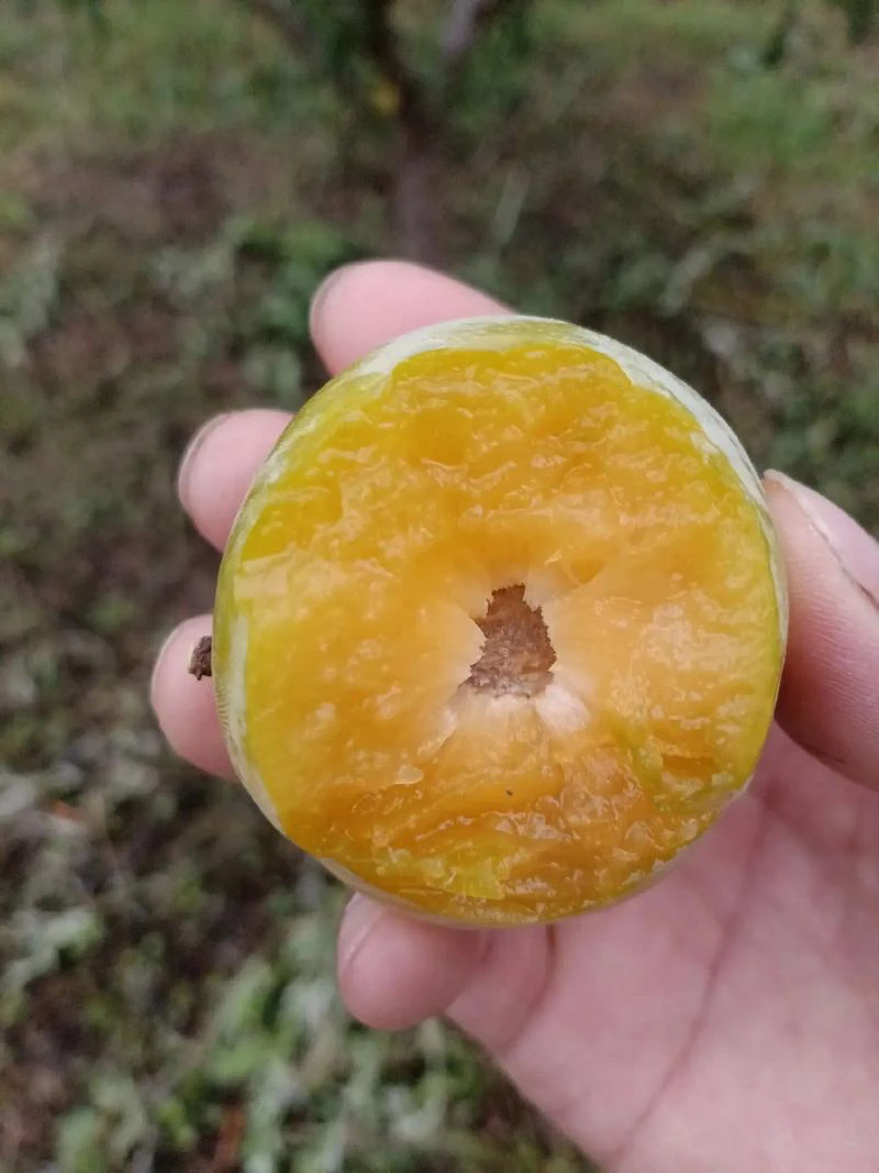 正宗安顺六马蜂糖李