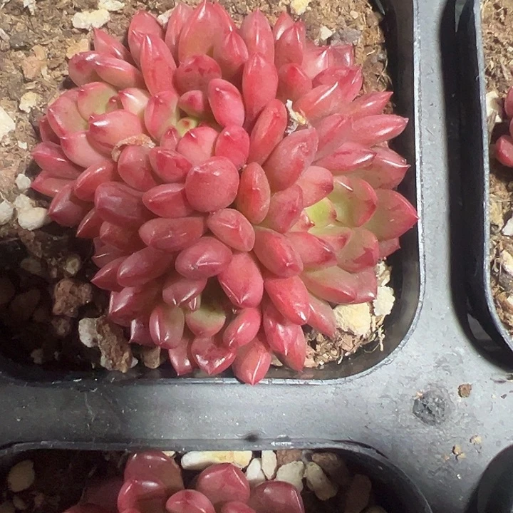 红宝石精品多肉植物