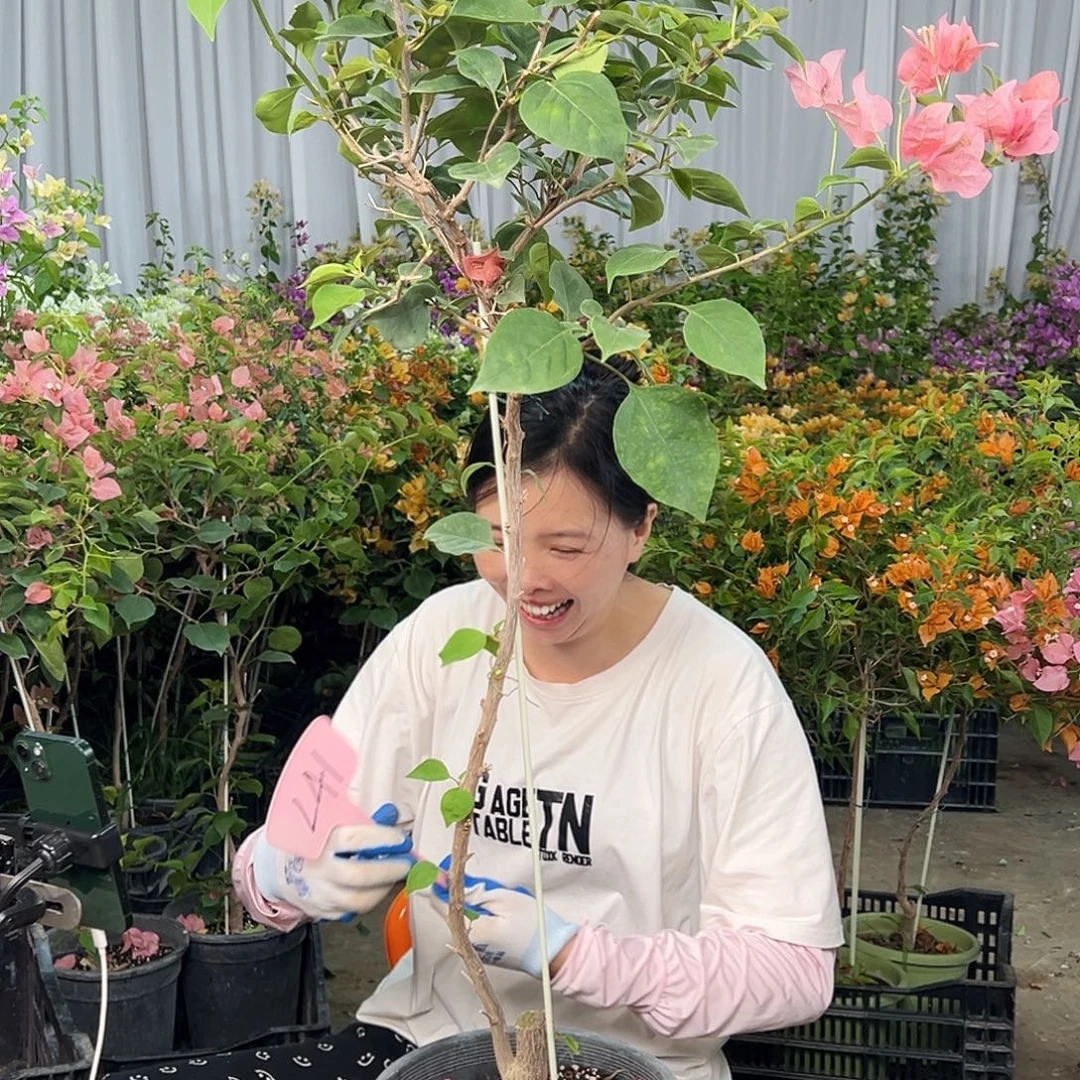 优***装大部分花苞少量开放L41不甜