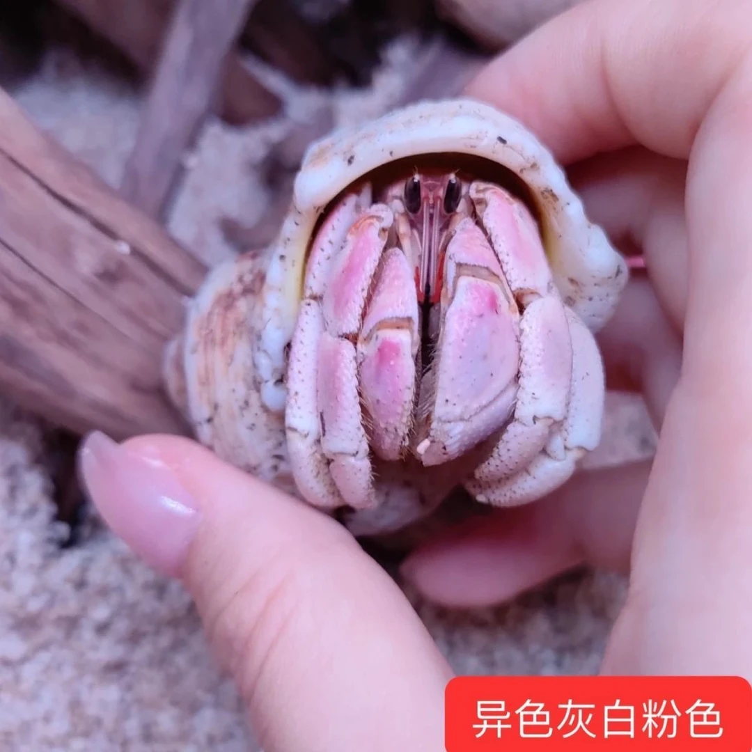 寄居蟹大小宠物寄居蟹