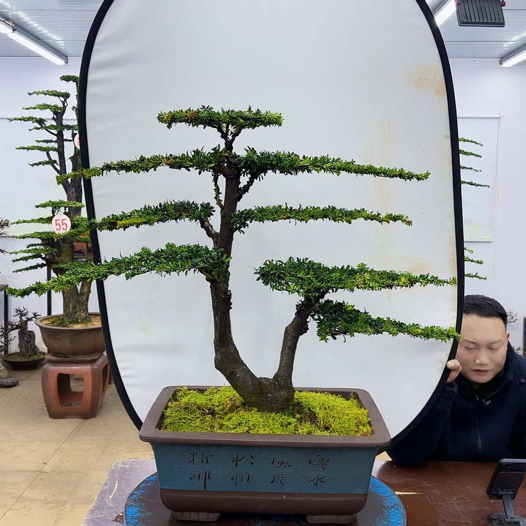 盆景欢迎大家一起来捡漏
