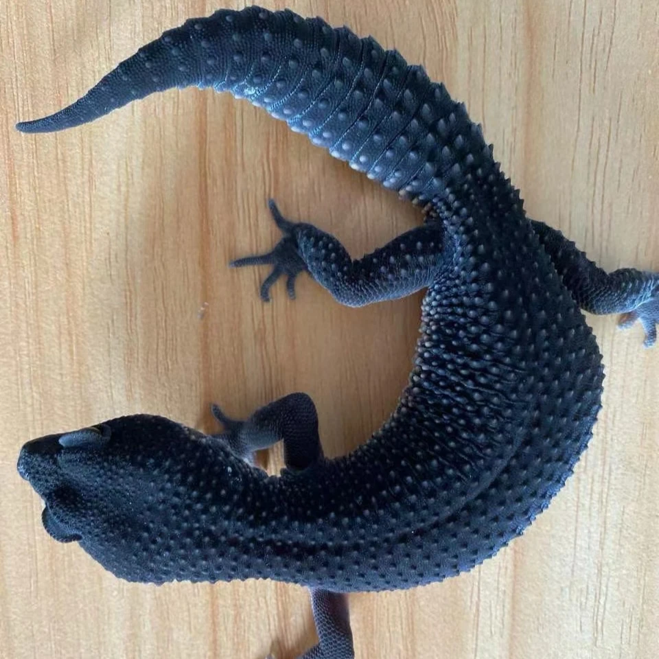 豹纹守宫黑夜银河派土匪蜥蜴