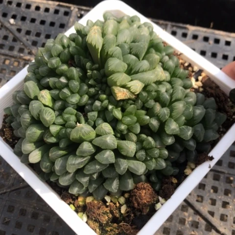 玉露群脱盆发货哈哈哈哈