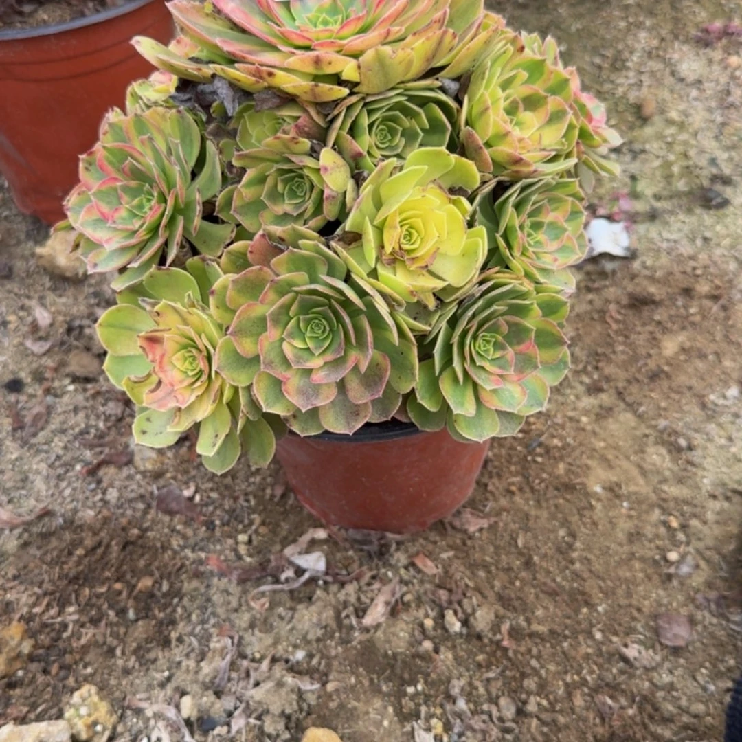 642雨荷。多肉植物