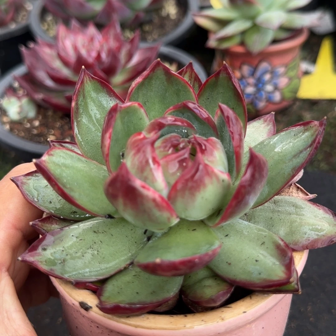 惊鸿一物一拍包装收缩花旱