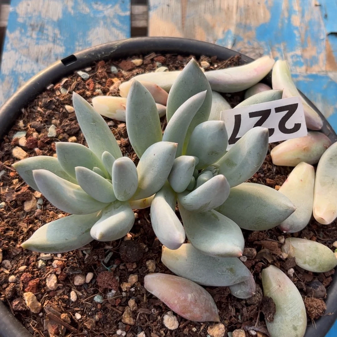 227伊丽莎白的多肉植物