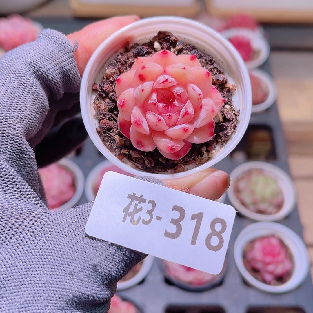 花03-318麦秆单头