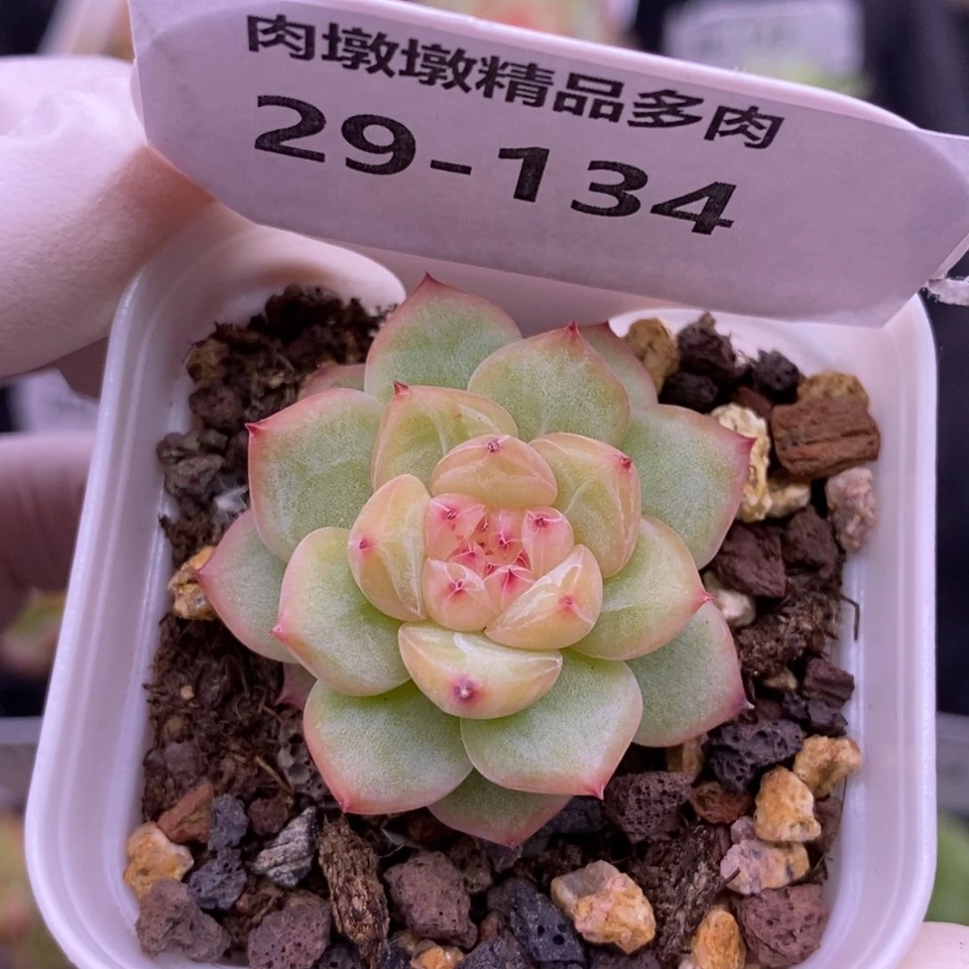 【闪购商品】•**O29-134寒绯
