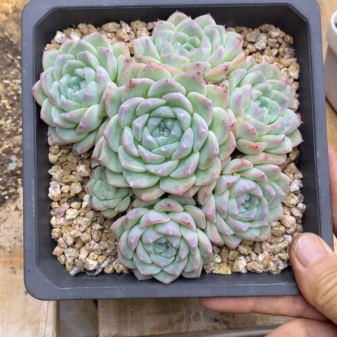 精品多肉一物一拍不包整492