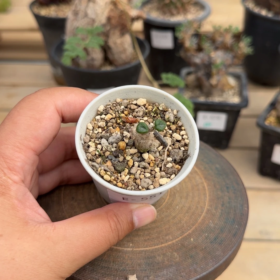 551欧宝奇峰锦块根植物