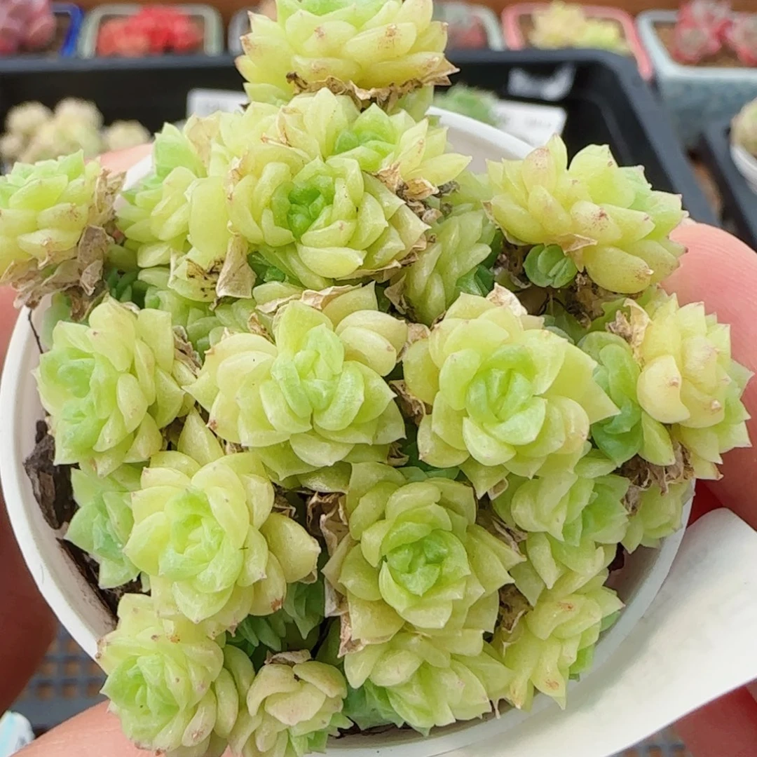 花语逸镜0804-138散