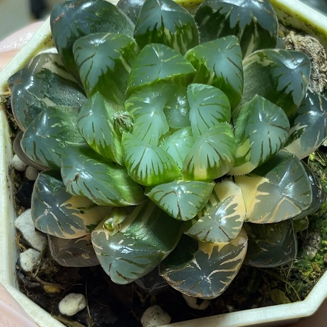 恭喜发财大吉大利0098