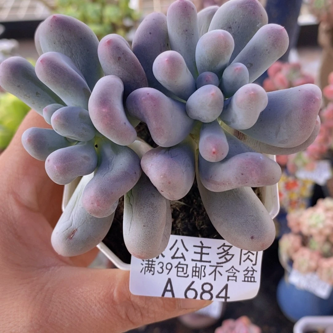 米可7cm684多肉植物