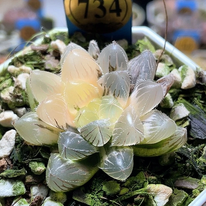 734藍鏡玉露錦一物一拍