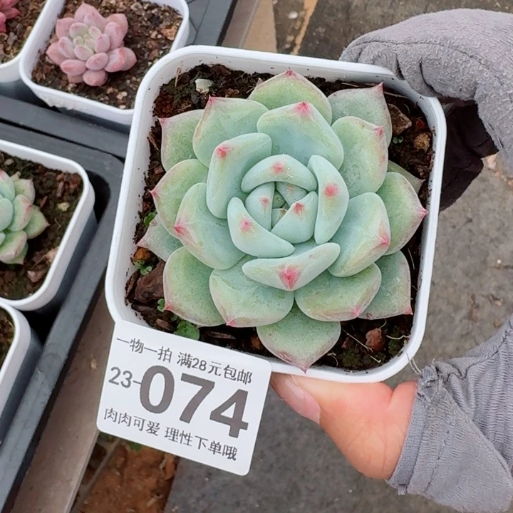 白拉糖无盆土发货无盆土