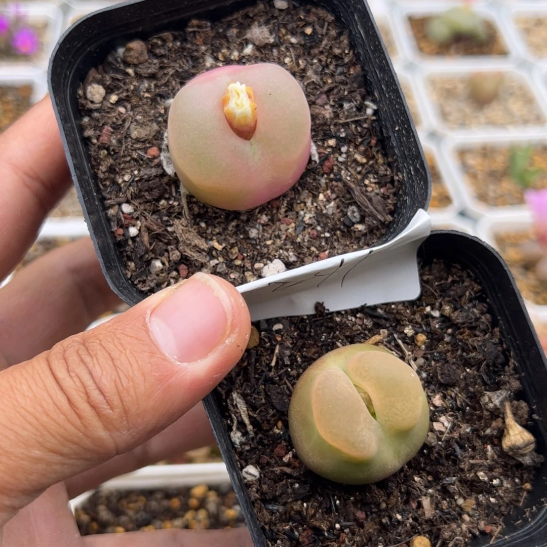 11.7大毛多肉植物241