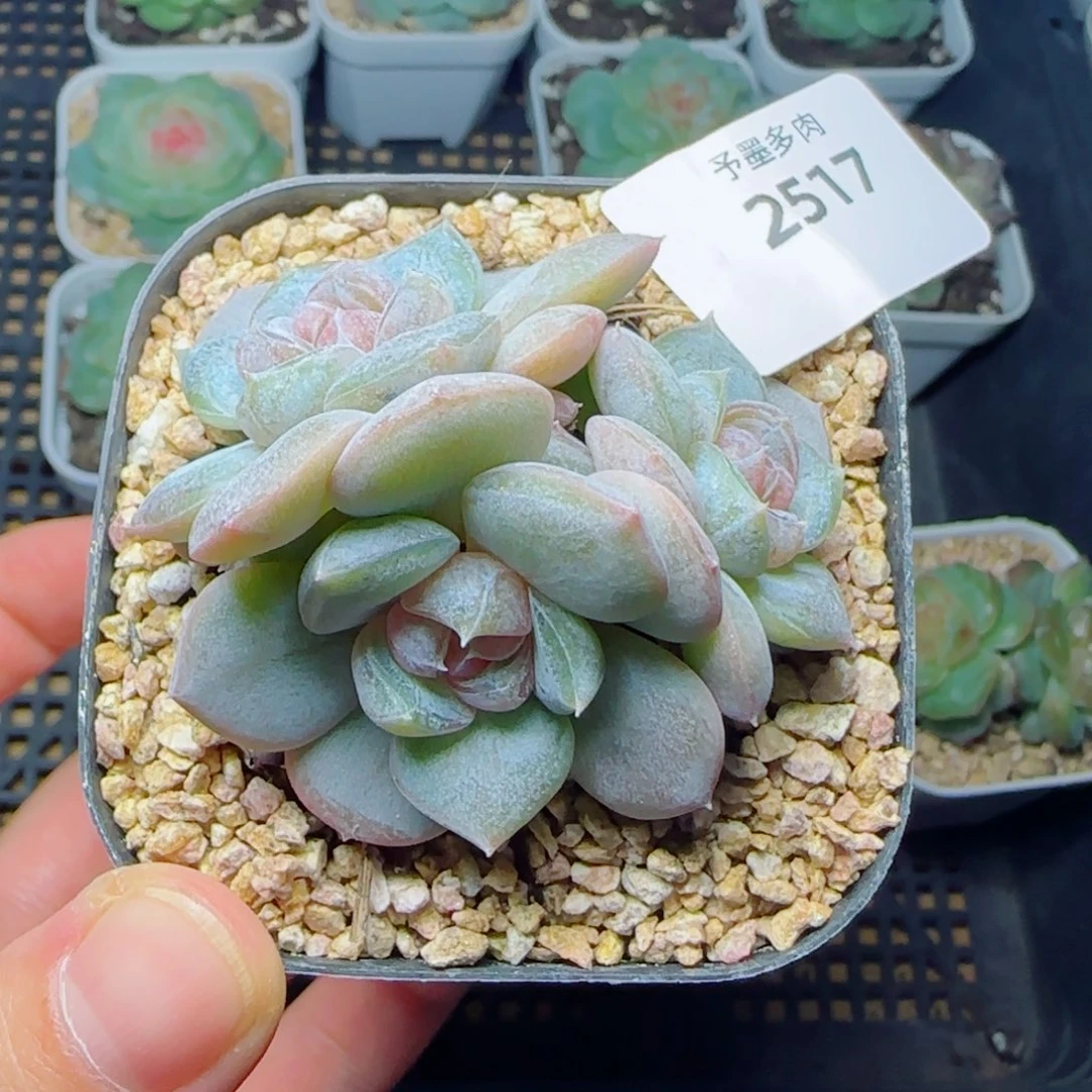 红皇后，2517多肉植物
