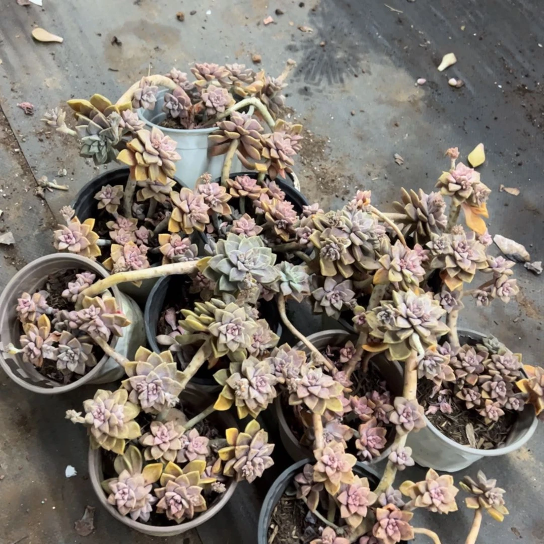 阿伦培整装10盆，120