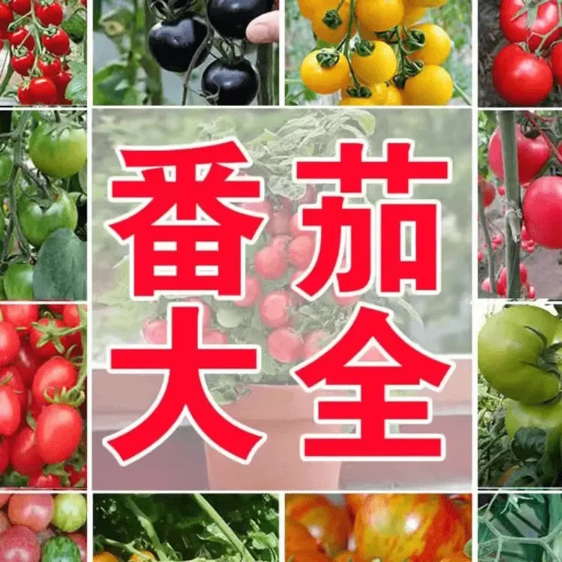 【五袋包邮】番茄大全四季播种樱桃番茄种子圣女果阳台花盆家庭番茄