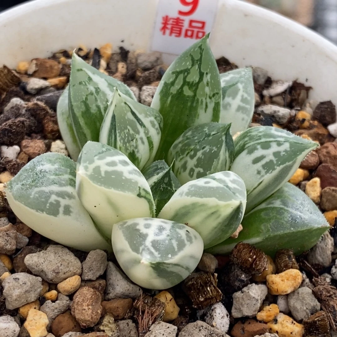 9号实生寿锦多肉植物