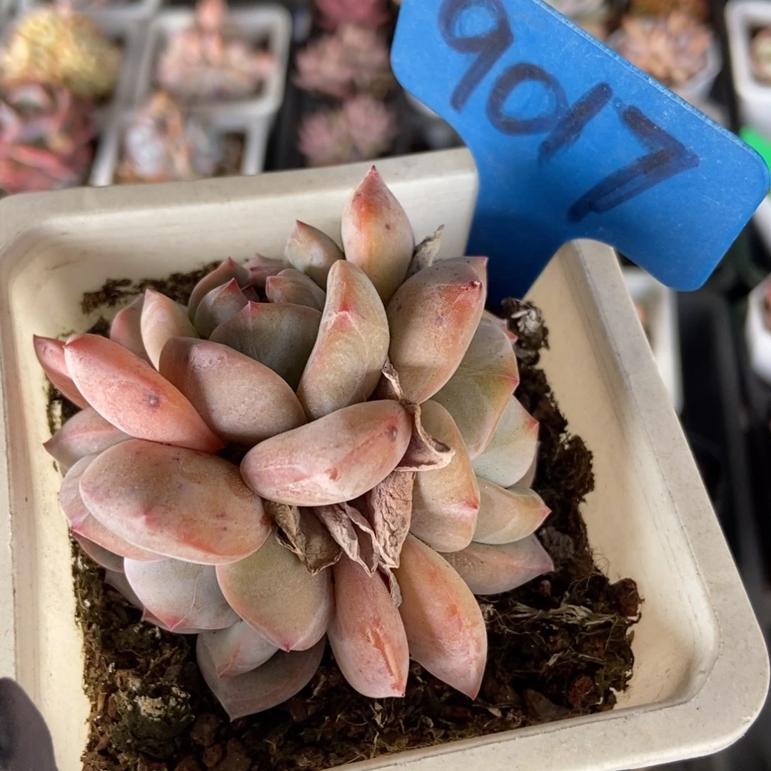 9017石榴籽多肉植物保护