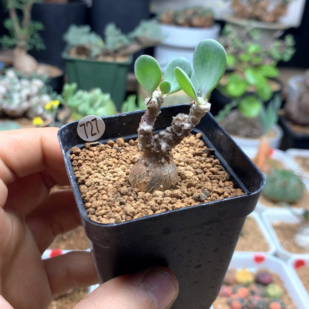 派马厚敦菊母本多肉带盆