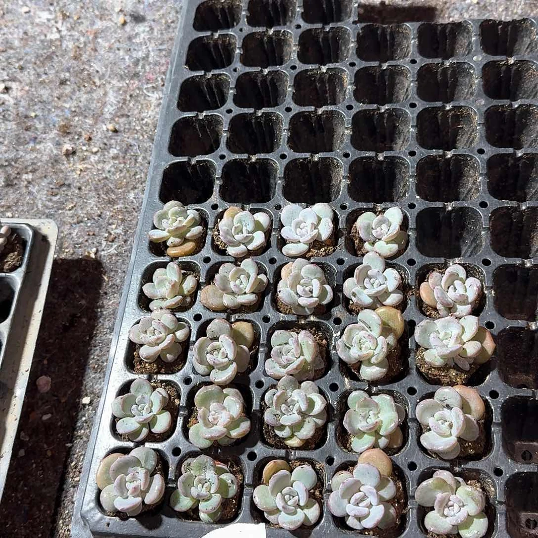 小小茹一物一拍专拍