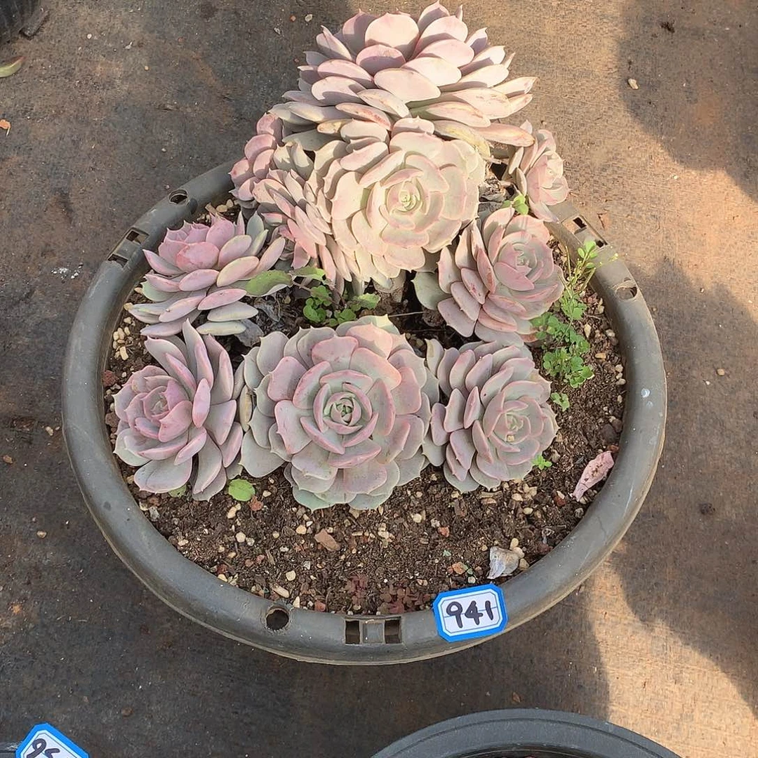 941粉蝶 一物一拍多肉