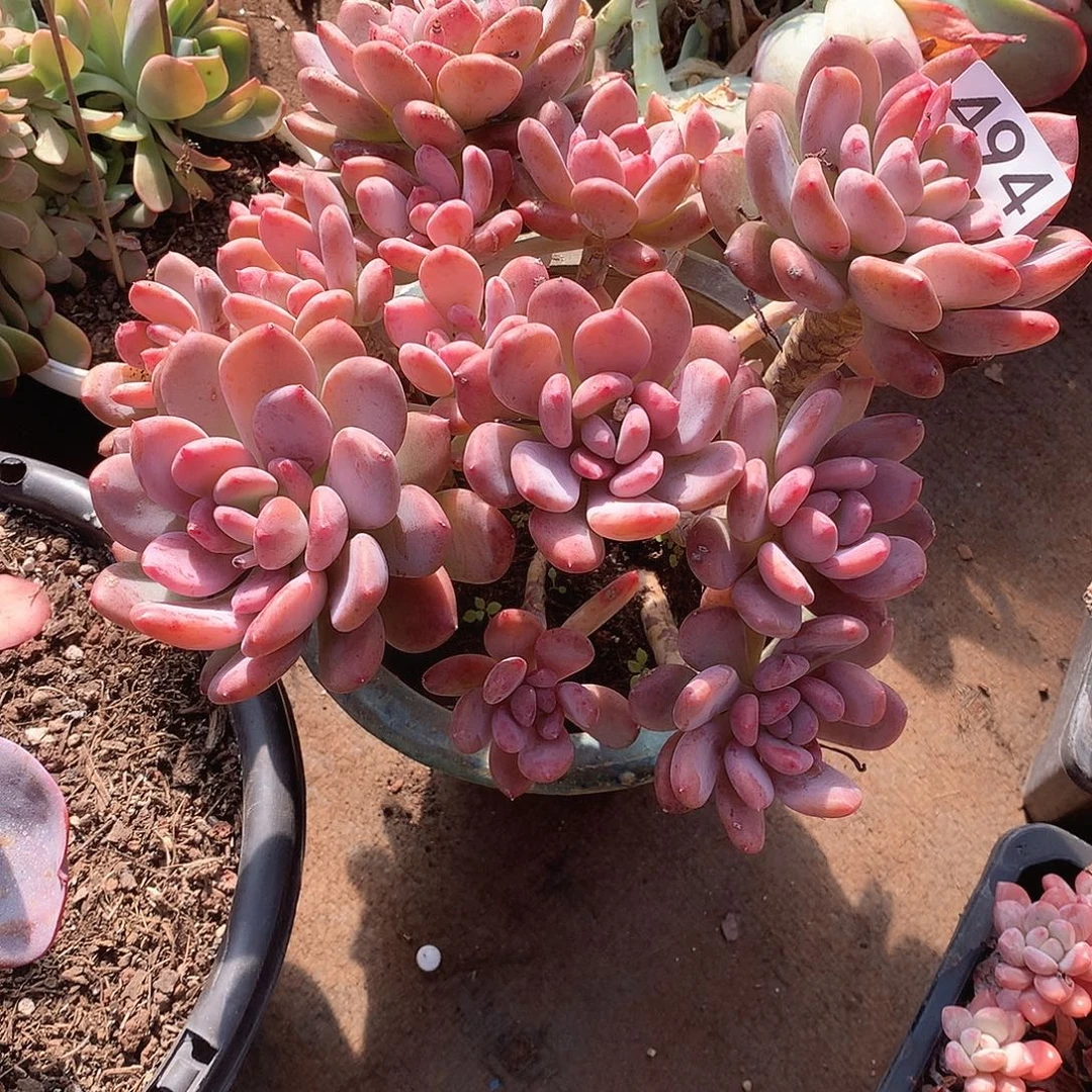 494 一物一拍多肉