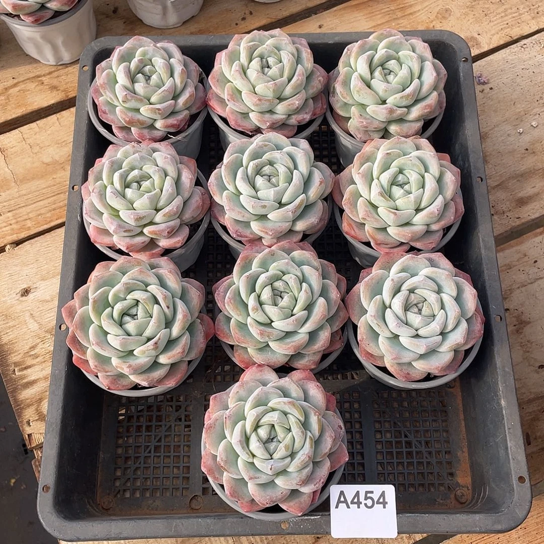 454多肉植物多肉植物