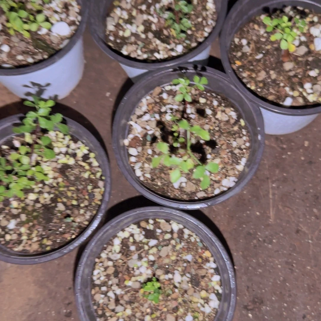 块根植物块根植物