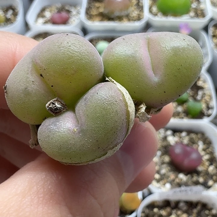 老马生石花空卡佛2804
