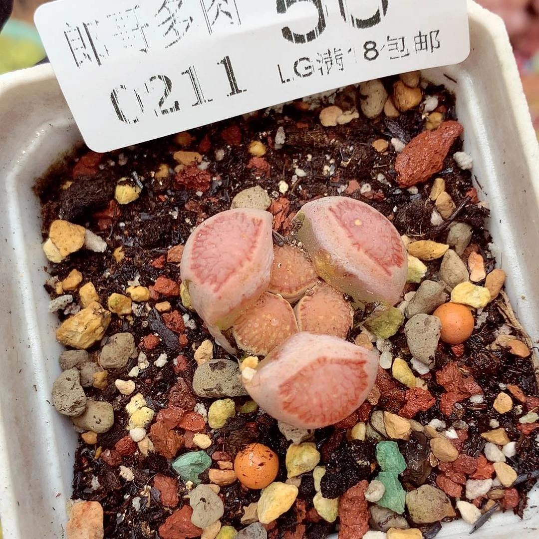 郎哥多肉生石花11-50