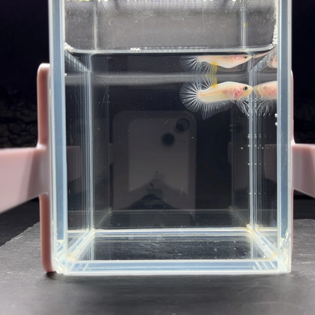 海胆宙斯斗鱼竞拍11-28