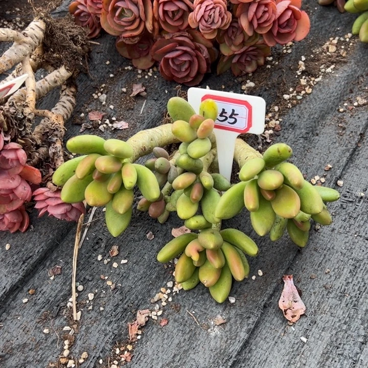 素***心芒果奶一物一拍255号