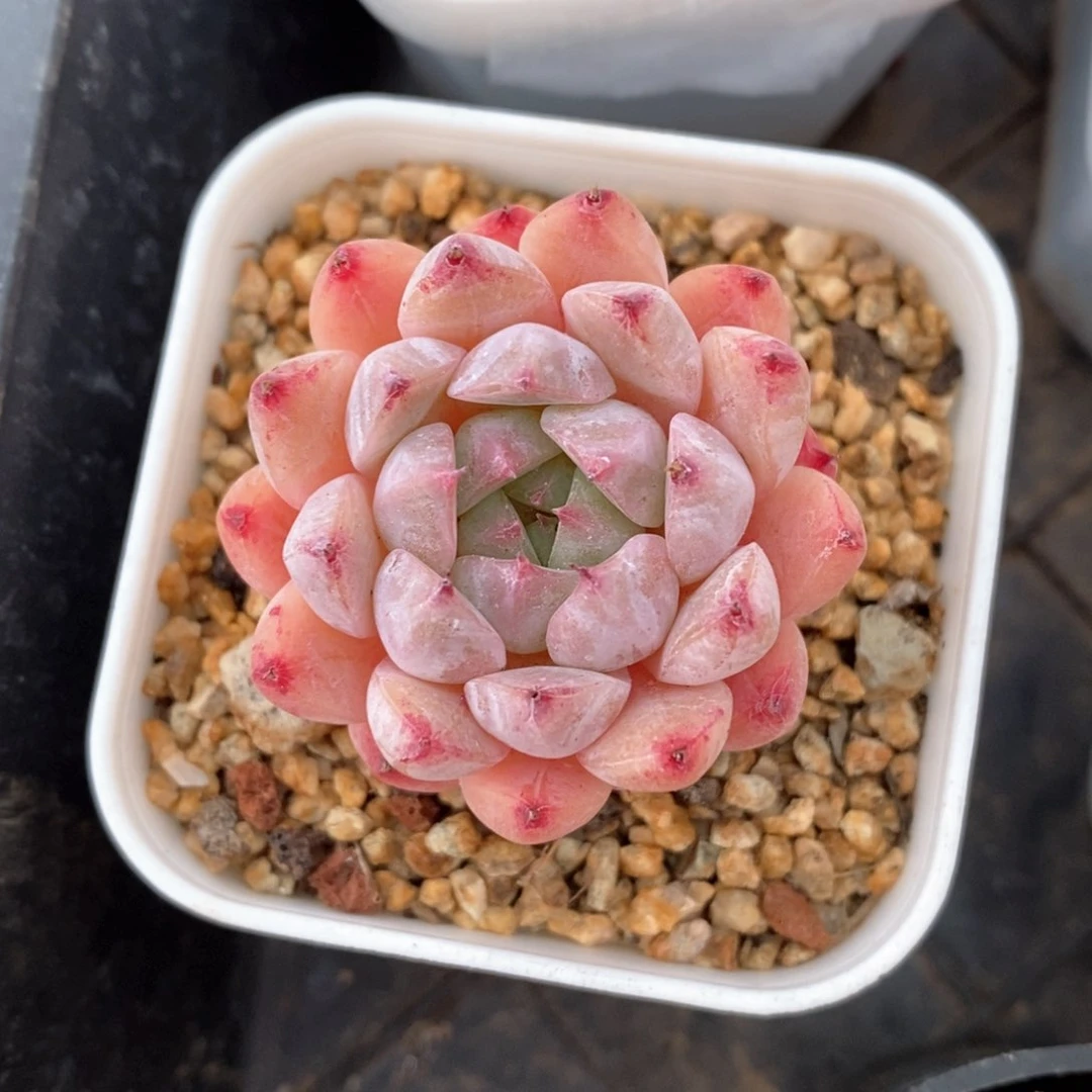 精品多肉一物一拍不包整317