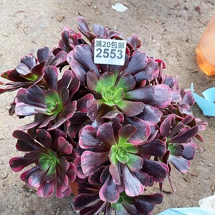 2553 一颗爱神法师