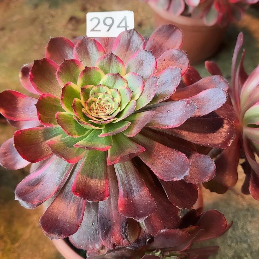 美***多肉植物小黑金刚294