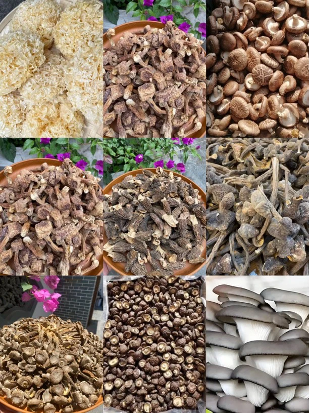 菌子CX1510 重量11克可搭配菌类