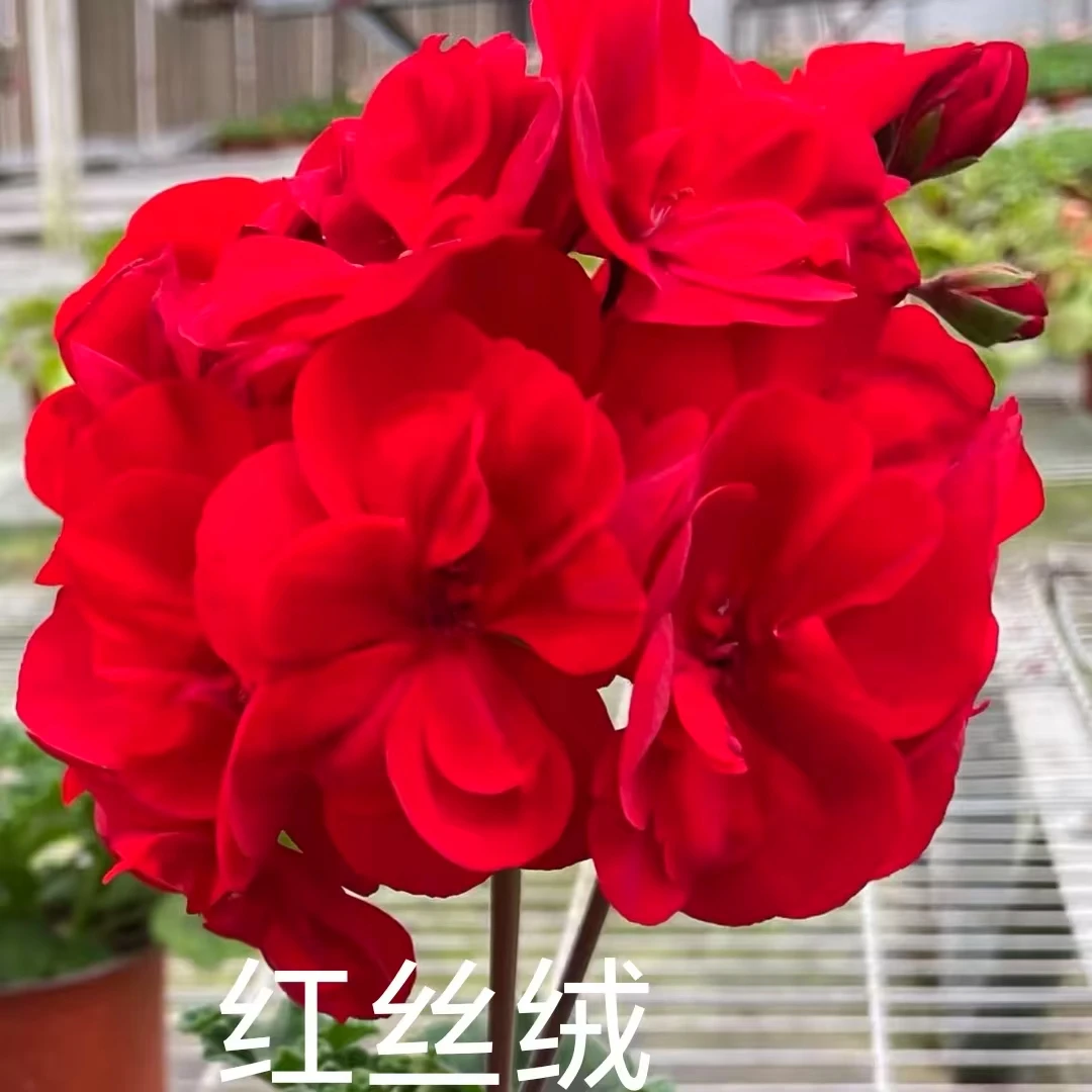 【红丝绒】直立天竺葵