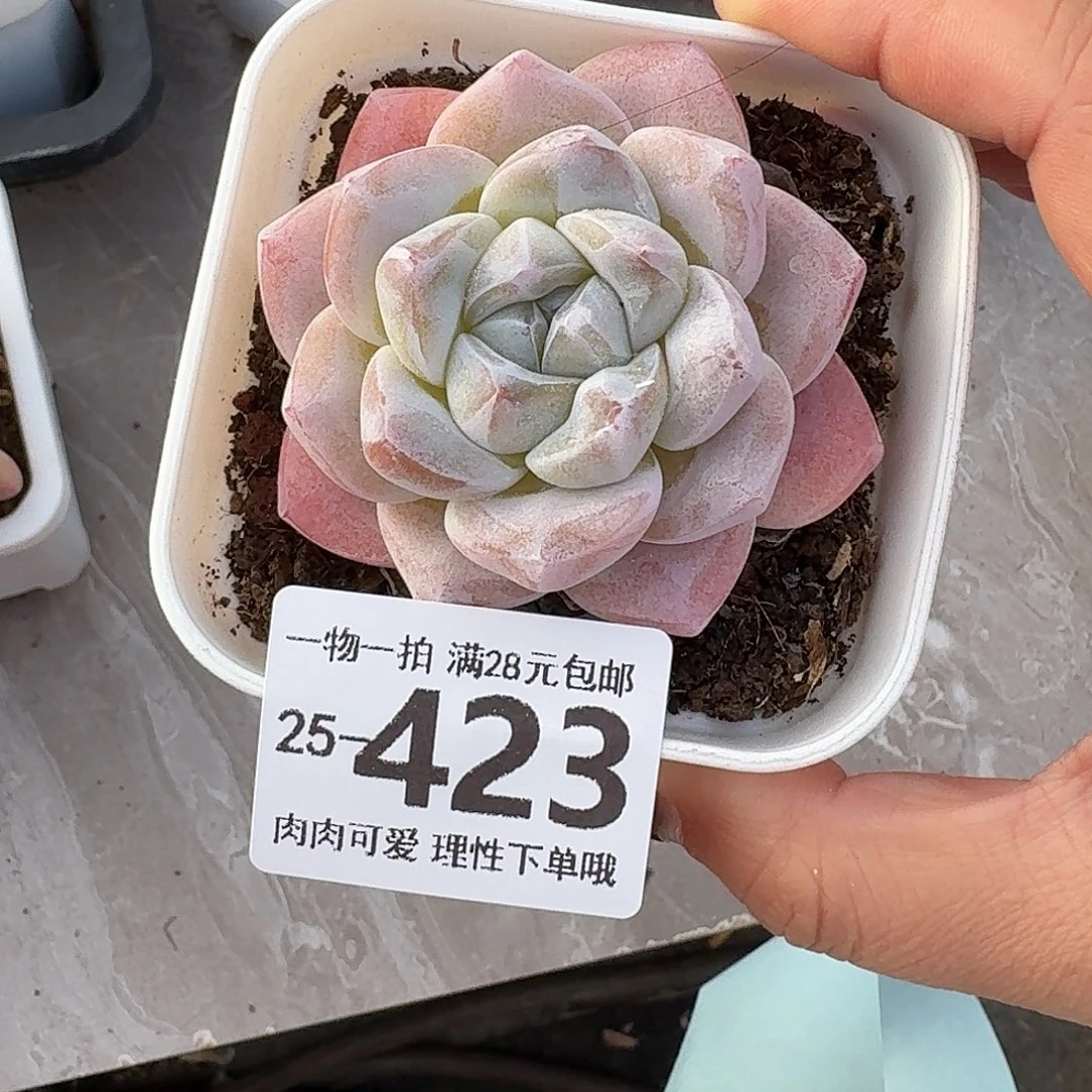 冰玉无盆土发货无盆土发货无