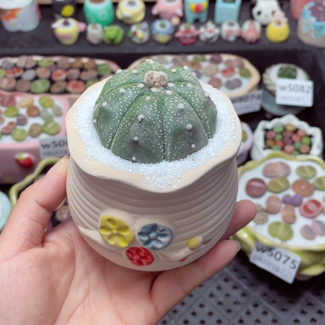 w5089 带盆土发货-零下地区拍保温箱